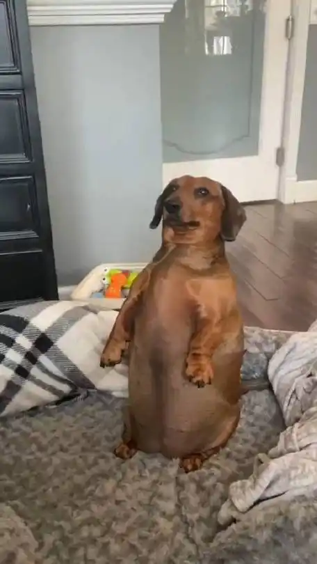 瞧这家胖狗狗,那一身赘肉都是幸福的"证据" 呀!