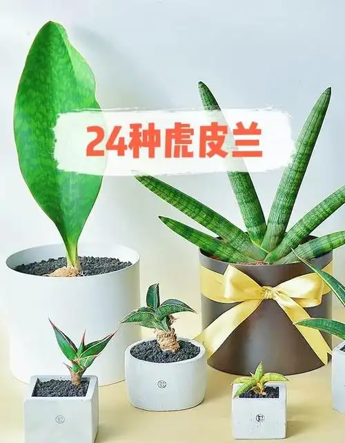 24种虎皮兰,总有一款适合你!