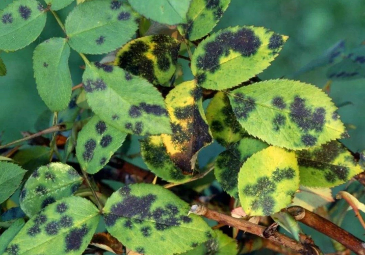 月季花是药罐子常见10种病虫害预防第一救治第二