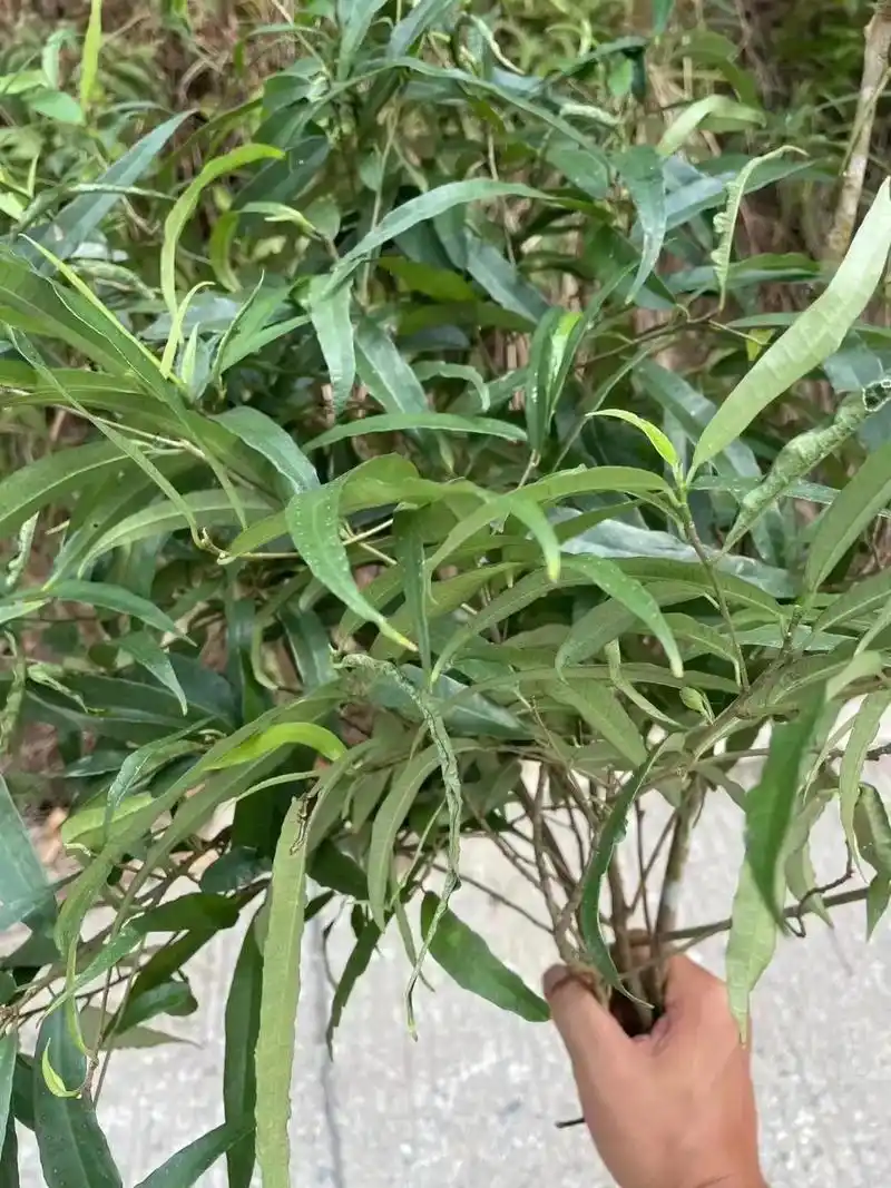 白花牛奶根 - 遇见家乡土特产 - 抖音