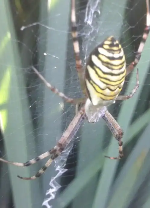 农作物中的四斑黄蜘蛛