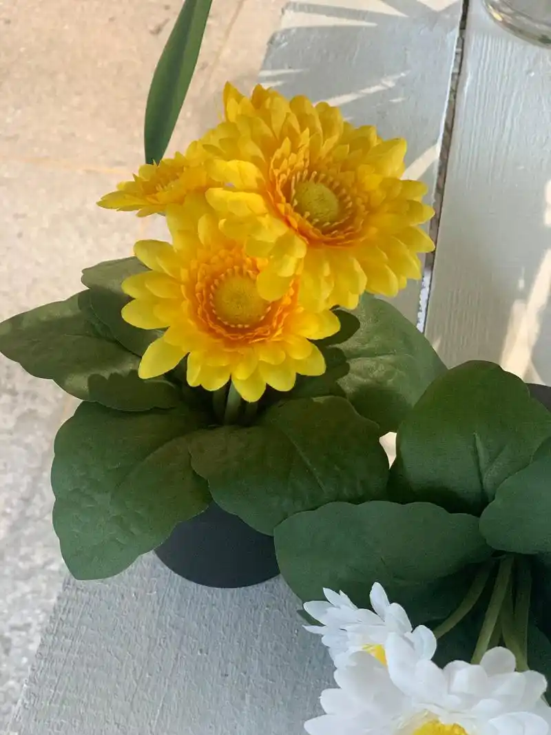 太阳菊的花语与寓意