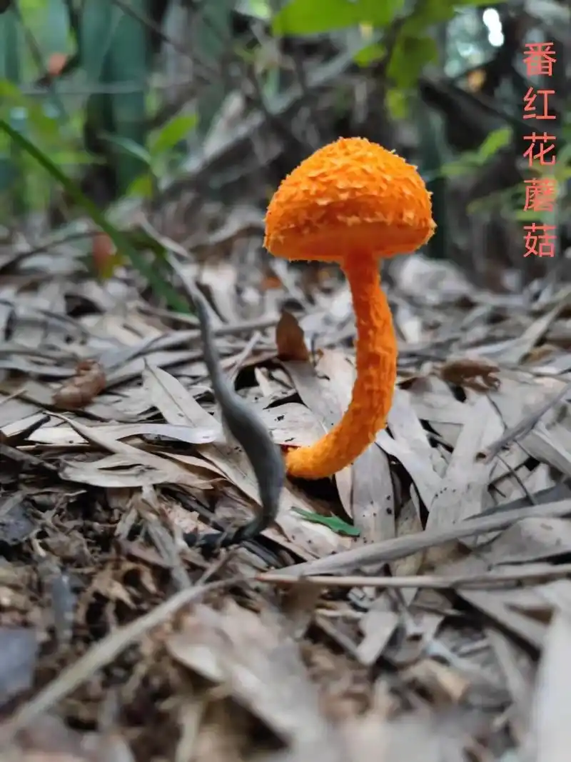 番红花菇,我的老师说有毒.#野生菌 #捡菌子 #采蘑菇  广 - 抖音