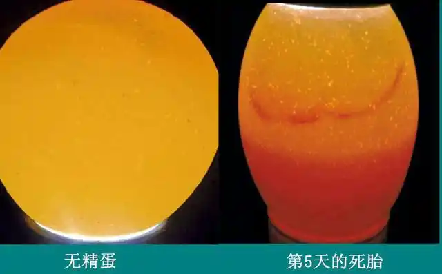 养鸡技术孵化小鸡照蛋检查方法