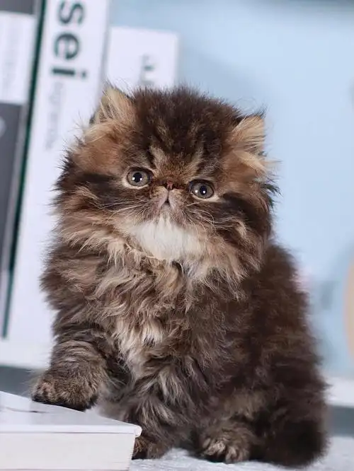 加菲猫乳白矮脚