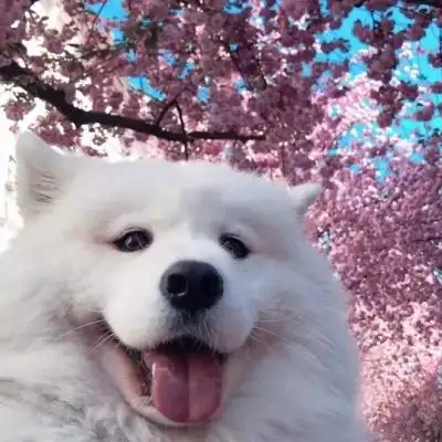 萨摩耶头像高清超萌可爱的萨摩耶微信头像图片