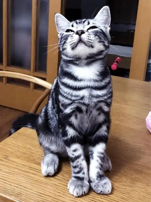 坐标天津 美短标斑弟弟找家长