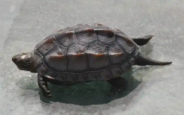 什么样的墨龟才算是极品?