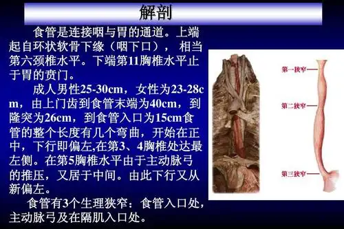 免费文档 所有分类 医药卫生 临床医学 食道癌ppt 解剖 食管是连接咽