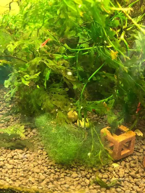 【水草】虾缸养的草全部清理