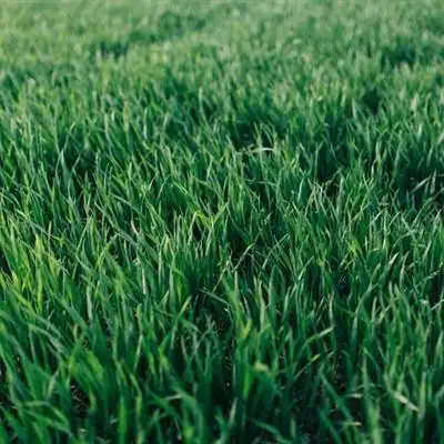 大自然绿草地风景 浅绿色的风景草地图片_风景头像_美头网