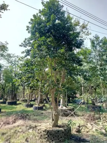 广东阳江丛生铁冬青价格及采购供应价格_花木商情网