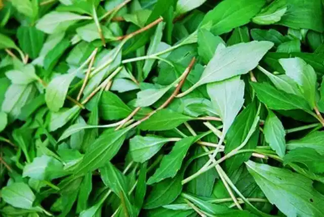 以下13种野菜全吃过的,绝对80/90后,你吃过几种?00后这什么草