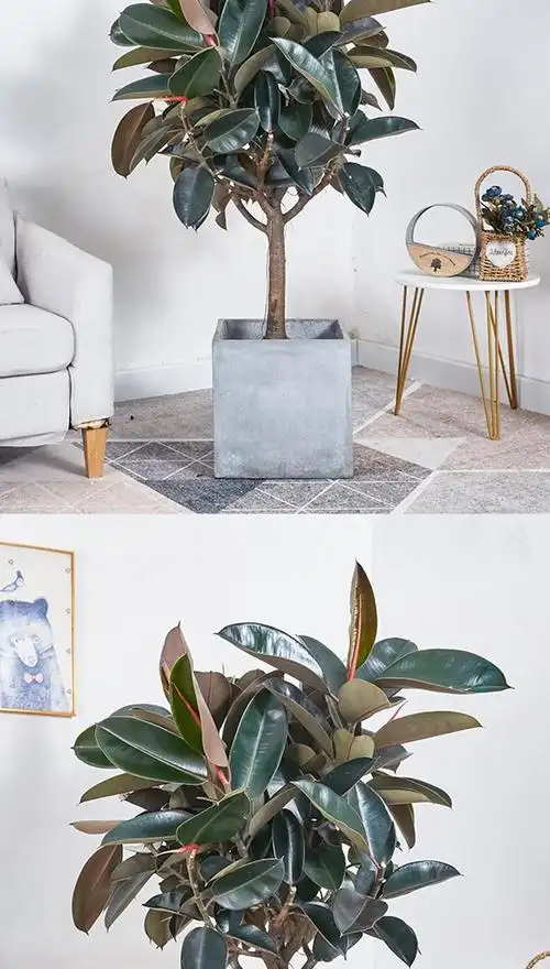 黑金刚橡皮树大型盆栽植物造型室内客厅卧室青叶花叶黄金榕绿植 橙色