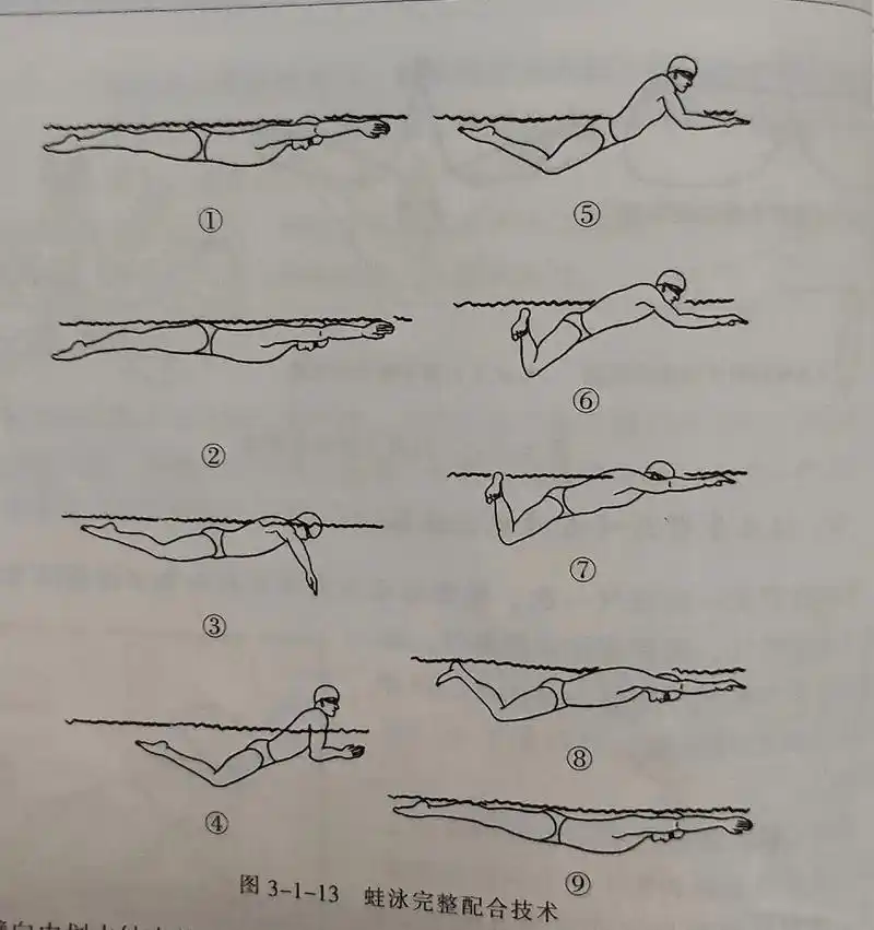 蛙泳基础知识.1.首先先进行陆上运动:陆上换气练习,要求能连 - 抖音