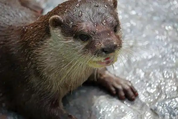 水獭是北半球广泛分布的水生哺乳动物,常见于淡水湖泊,河流,沼泽和