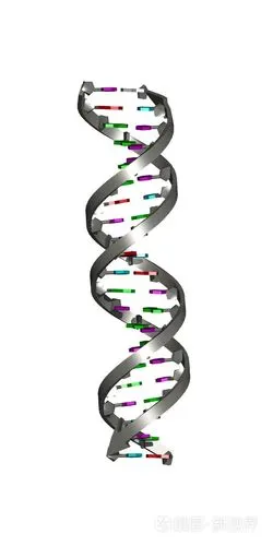 dna 双螺旋结构