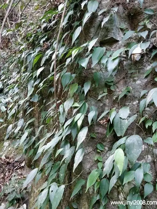 中药海风藤的功效与作用