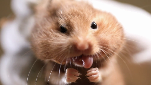 主人发现自家仓鼠的嘴巴好像是被蜜蜂蛰过,结果令人啼笑皆非