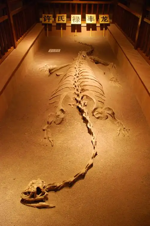 中国最早发掘的恐龙化石——许氏禄丰龙化石 李建华 摄