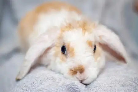 大的宠物耳朵小红白色兔2个月大的兔子灰色背景动物和宠物的概念照片