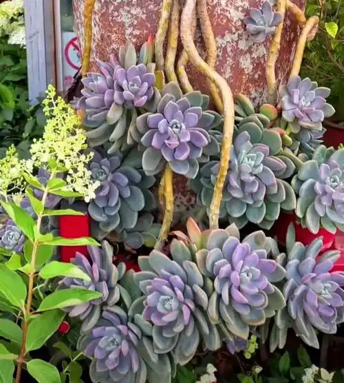 皮实好养的多肉就是牛