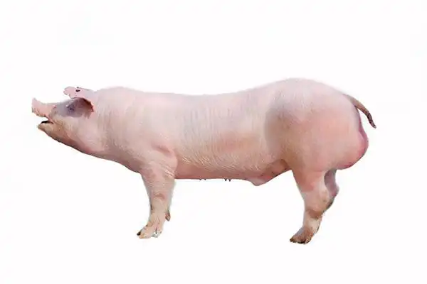 新美系长白公猪