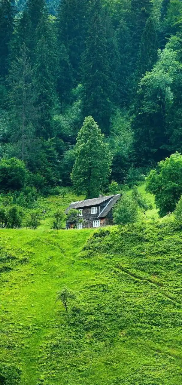 风轻云淡,岁月静好——夏季最养眼的绿色高清壁纸(珍藏版)