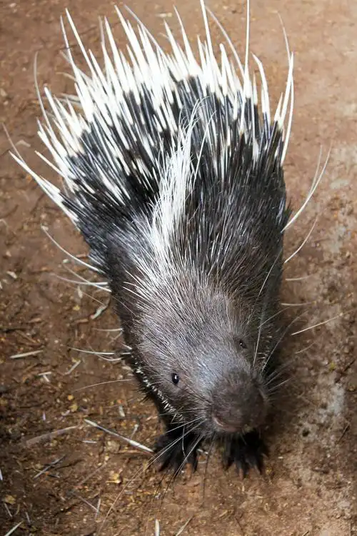 超级萌物——豪猪