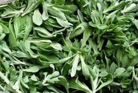 这种野草功效强大, 能治病强身