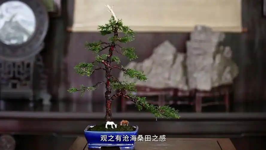 盆景造型举例(直干式)