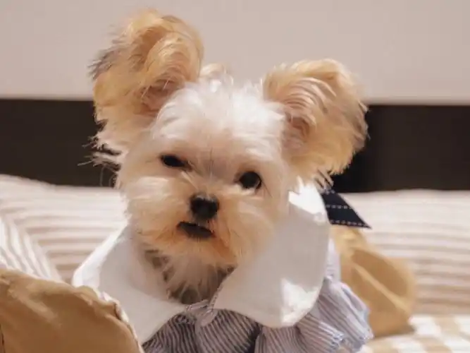 约克夏02谁能拒绝毛茸茸的短装米奇耳呢