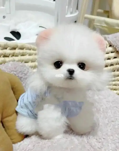 出一只可爱到爆的茶杯犬博美 坐标上海