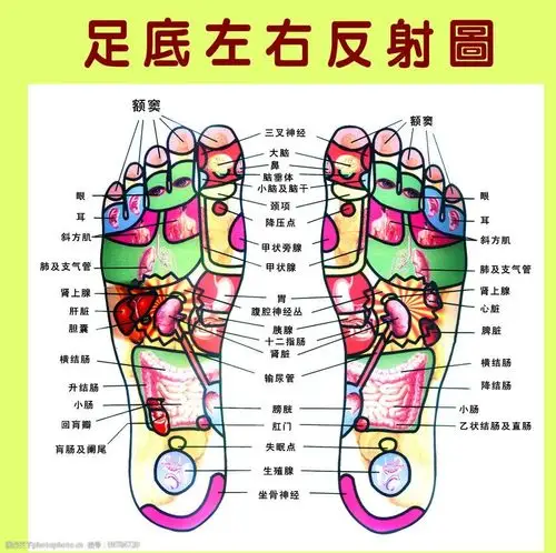 足底左右反射图图片
