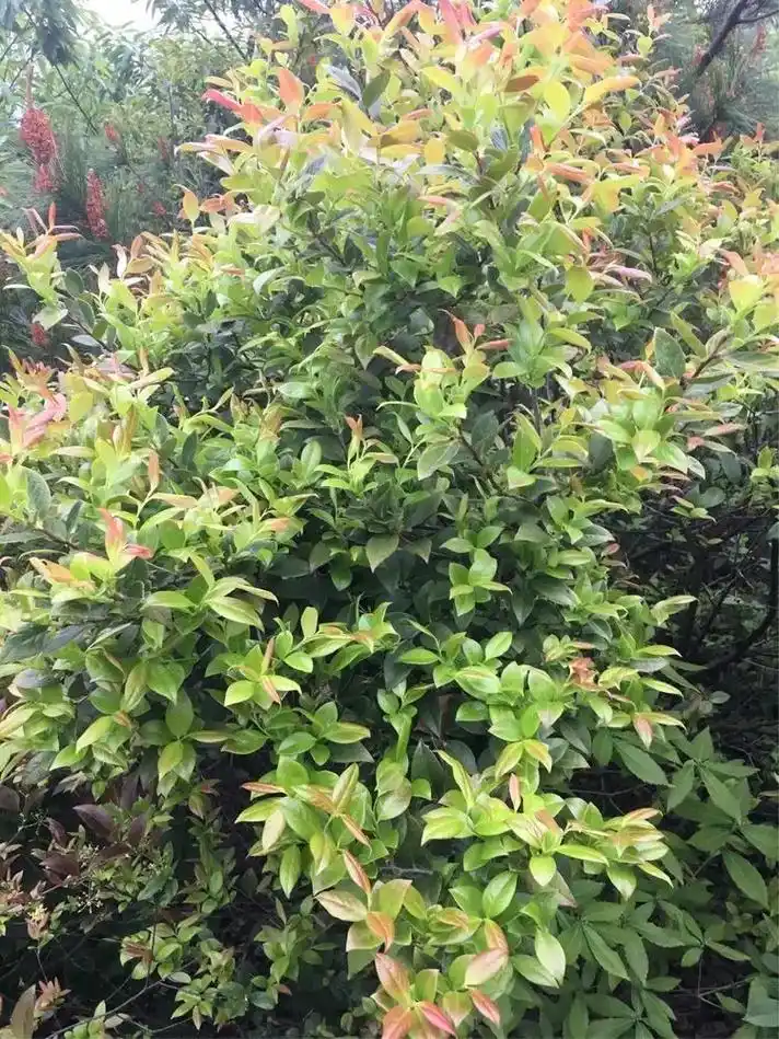 乌饭树,学名叫南烛,是杜鹃花科越桔属常绿灌木或小乔木