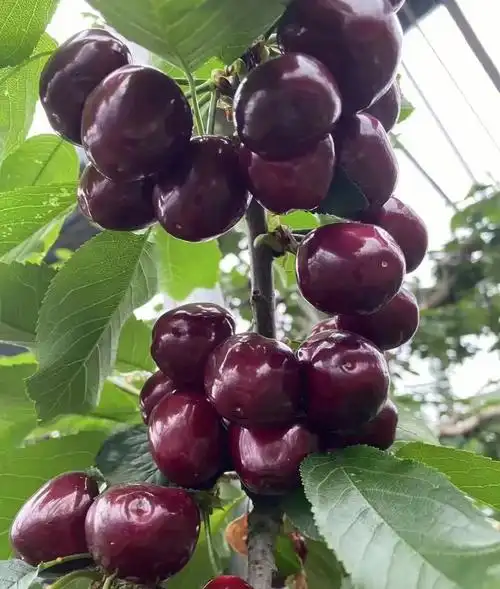 山东大樱桃熟啦