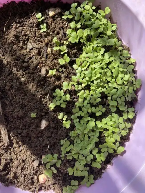 新手第一次阳台种植小白菜3天发芽