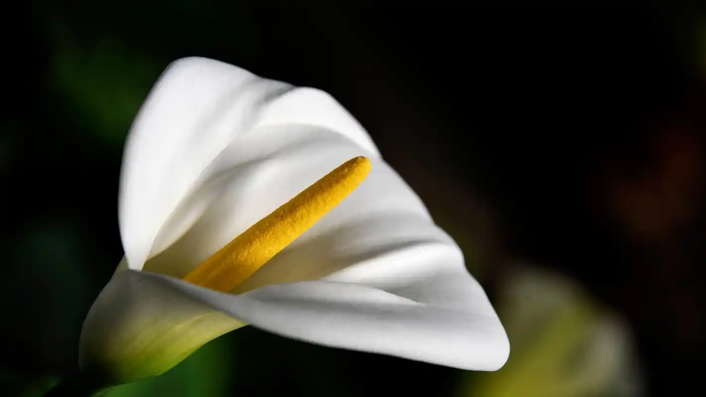 优雅的马蹄莲花,高清图片,电脑桌面-壁纸族