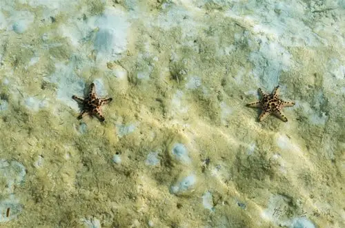 六角的海星算幸运星吗