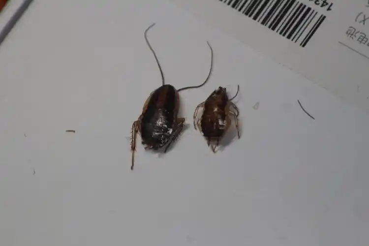 一只小虫在我的usb接口蜕皮,目测蟑螂,德国小蠊的幼虫,请问懂行的大师