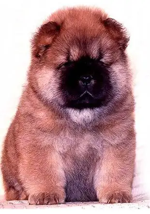 成年松狮犬图片