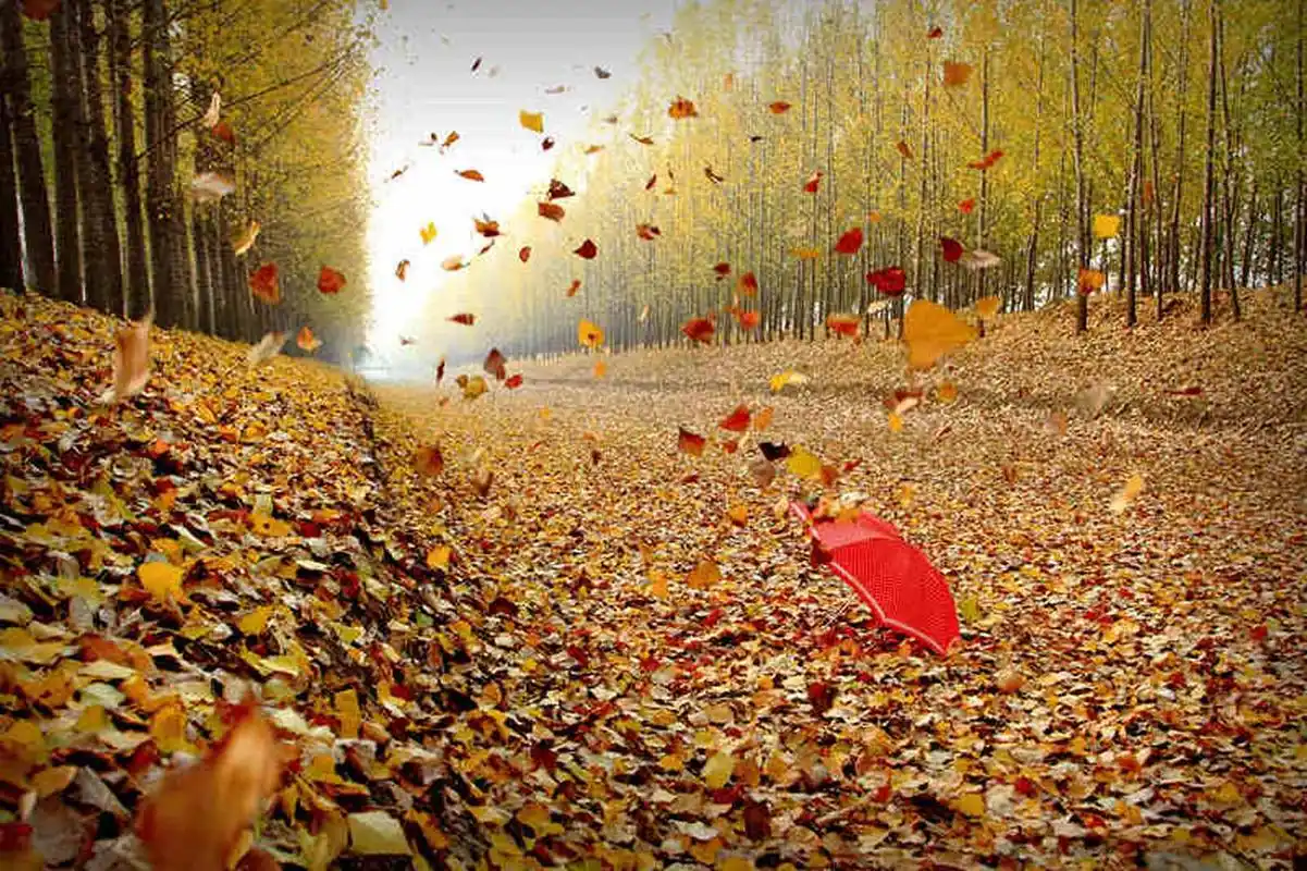 鱼那么信任水,水却把鱼煮了,树叶信任风,却被风吹落.