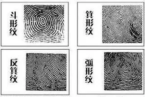 指纹斗和簸箕的说法,手指上的斗和簸箕代表什么