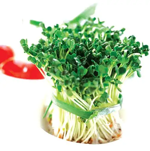 春季养生,学会吃"芽"菜