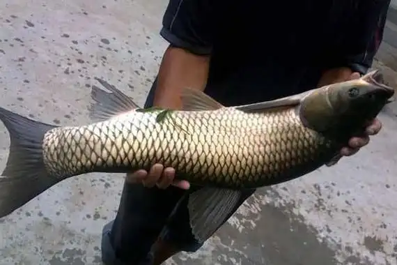 草鱼养殖成本利润计算草鱼养殖亩产多少斤