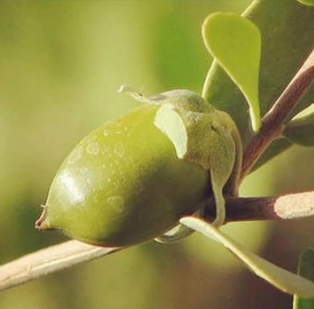 jd jojoba organic colorless oil 有机无色霍霍巴油