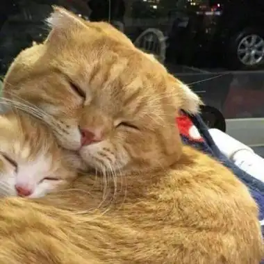 高清可爱的萌猫咪情侣头像一对两张图片