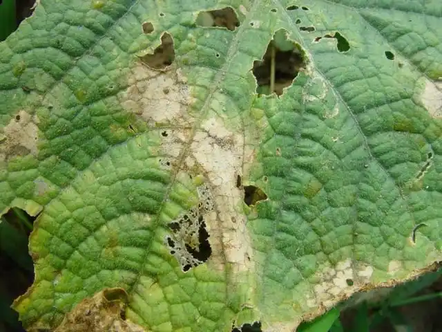 黄瓜长蠕孢圆叶枯病