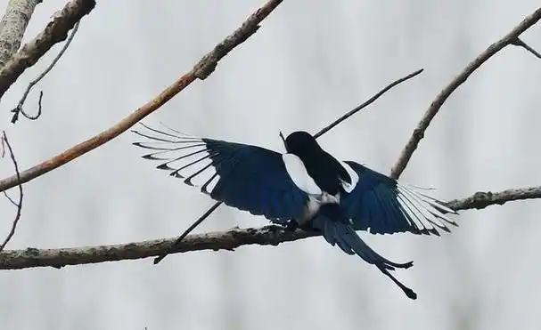 回顾为何喜鹊窝不怕雨雪外部粗糙简陋内部暗含高科技