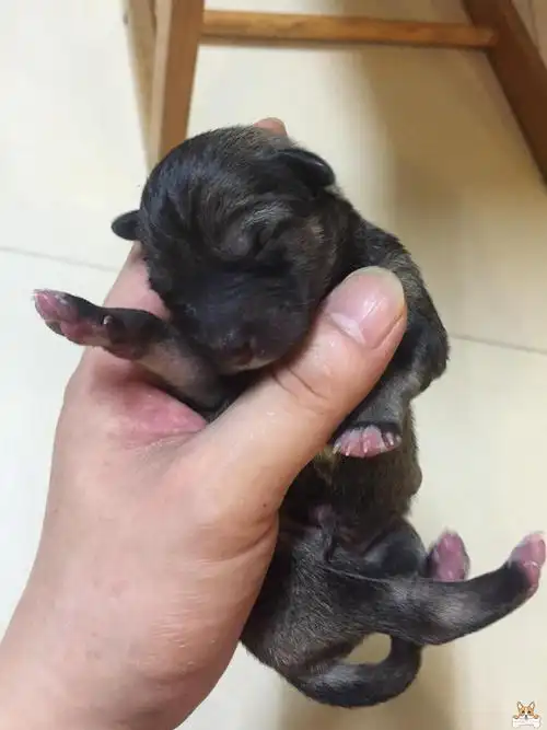 捡了只刚出生的小奶狗,用奶瓶把它养大了,是不是中华小田园.